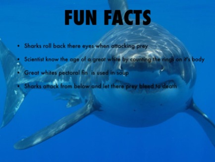 fun facts shark