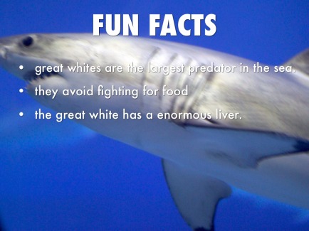 fun facts shark2